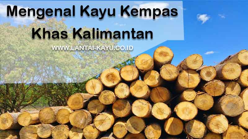 mengenal kayu kempas khas Kalimantan