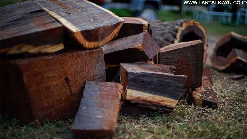 mengenal karakteristik kayu eboni khas Sulawesi
