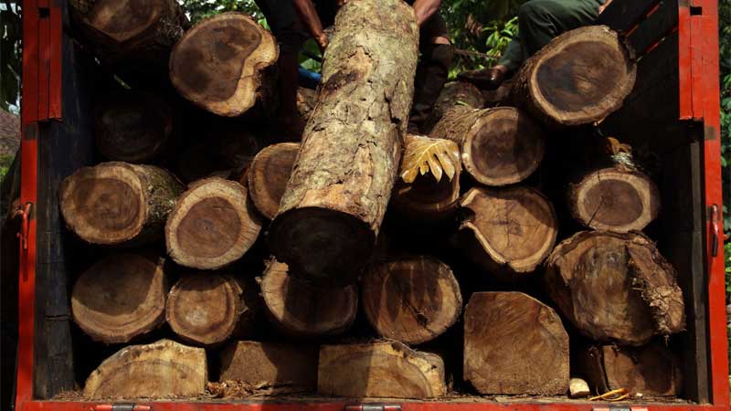 mengenal kayu sonokeling si kayu hitam khas Jawa mirip kayu eboni
