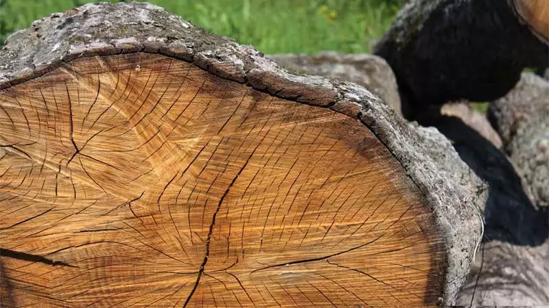 mengenal karakteristik kayu oak