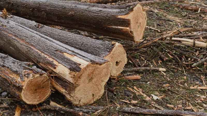 kelebihan kayu aras atau kayu cedar di Indonesia