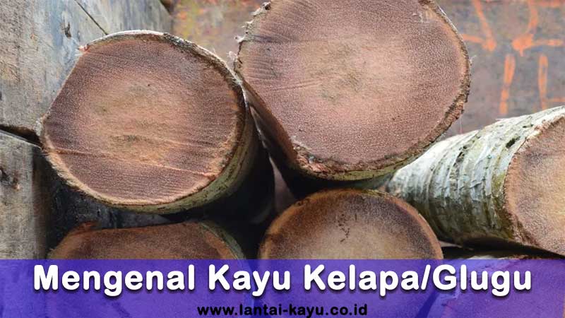 mengenal kayu kelapa/glugu
