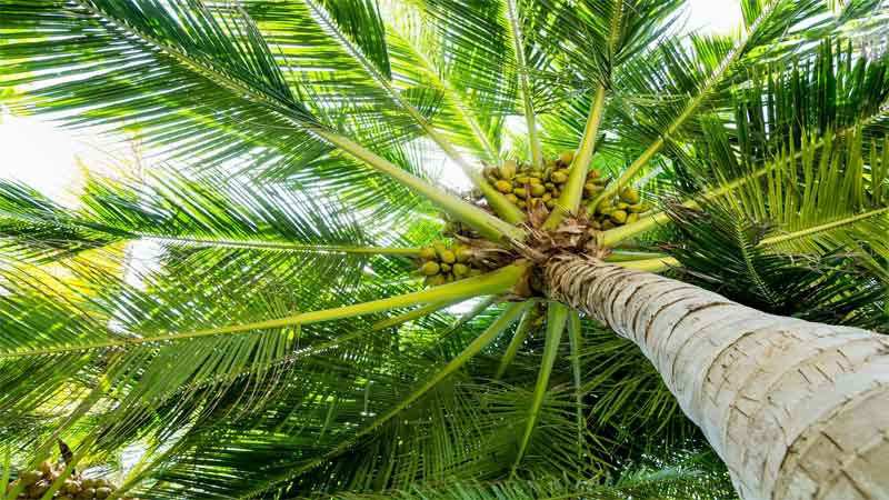 ciri-ciri pohon kelapa/glugu