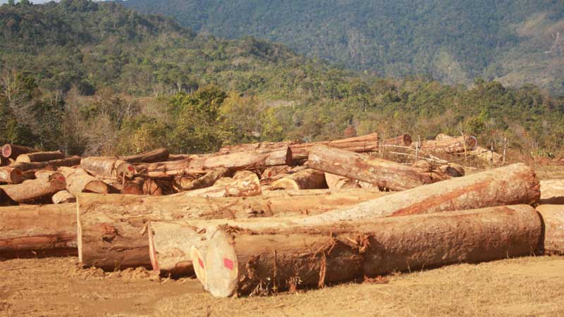 bengkirai adalah jenis kayu khas Kalimantan